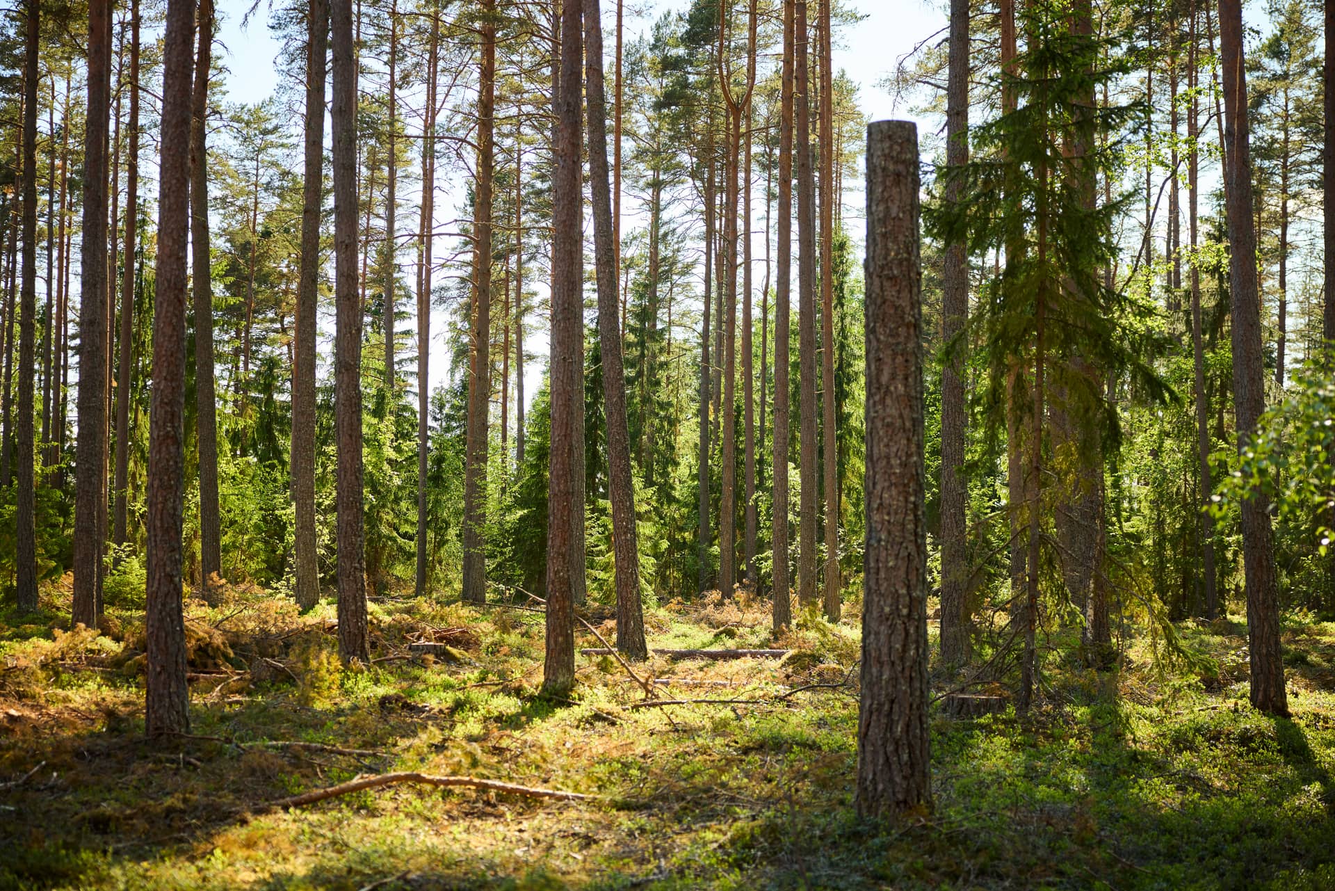 Solbelyst skog med höga tallar och spridd undervegetation. En högstubbe i förgrunden.