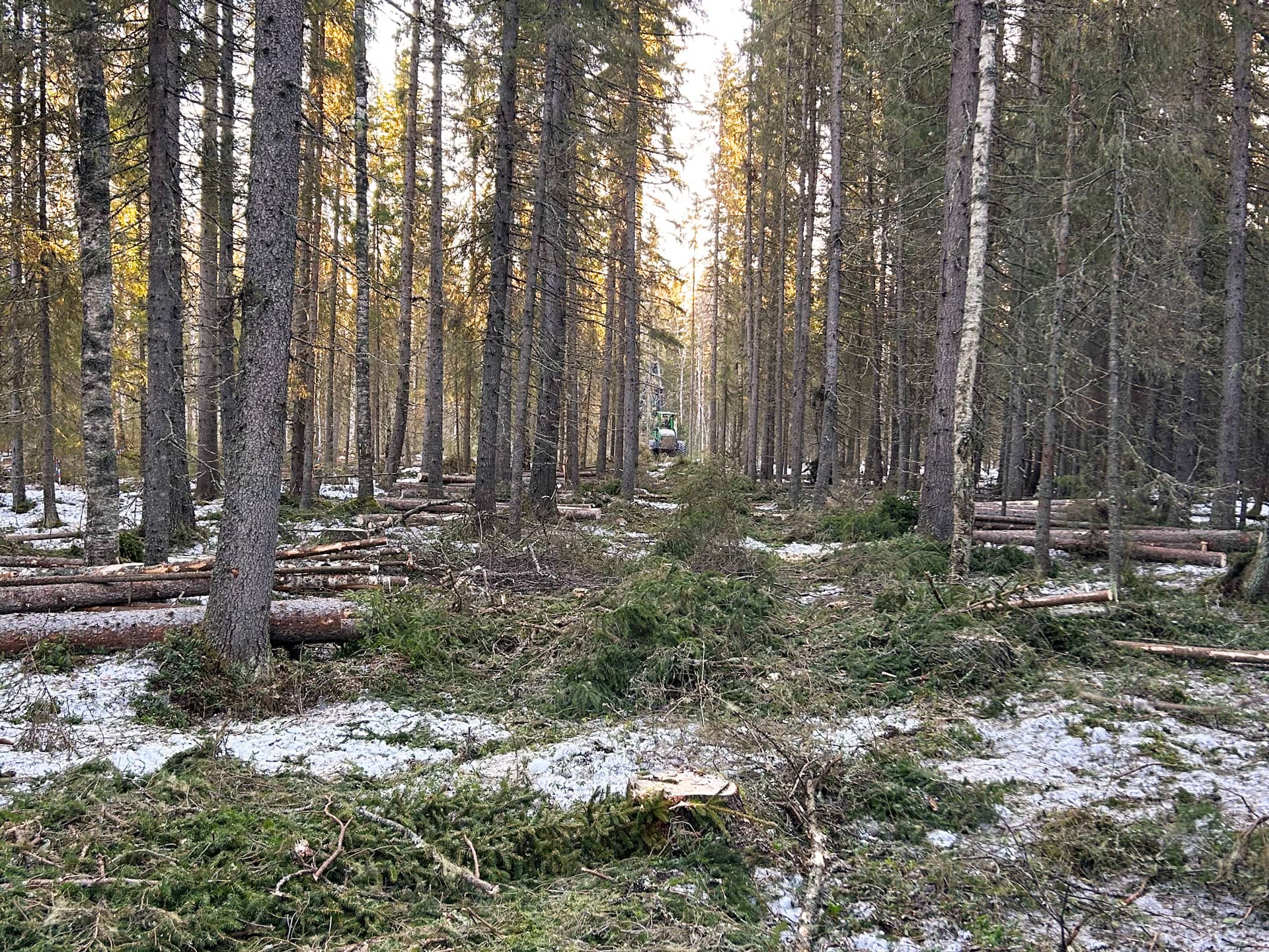 En skog med höga träd, spridda fallna grenar och snöfläckar på marken under ett mjukt, gyllene ljus.