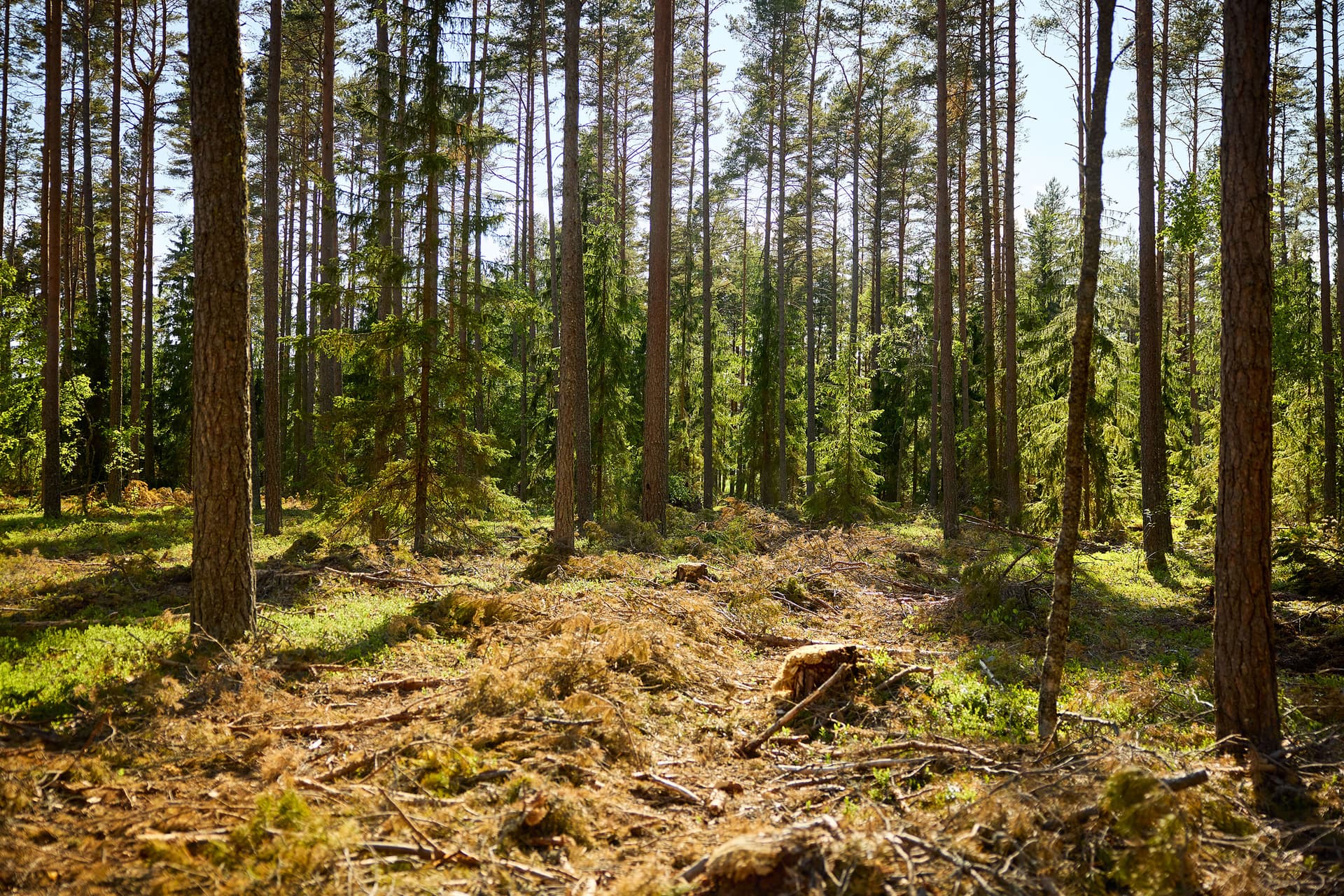 Skogsglänta med höga tallar och granar, som nyligen avverkats med plockhuggning. Solljus som strilar ner genom trädkronorna och lyser upp marken med mossa och ris.