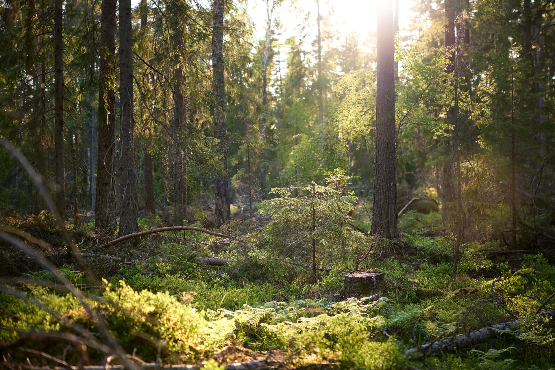 Solstrålar bryter igenom en tät svensk skog med granar och ormbunkar.