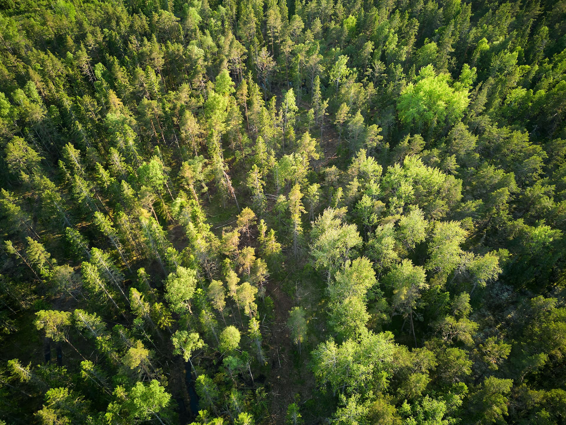 Flygfoto över en granskog med inslag av björk och ljusgröna lövträd.