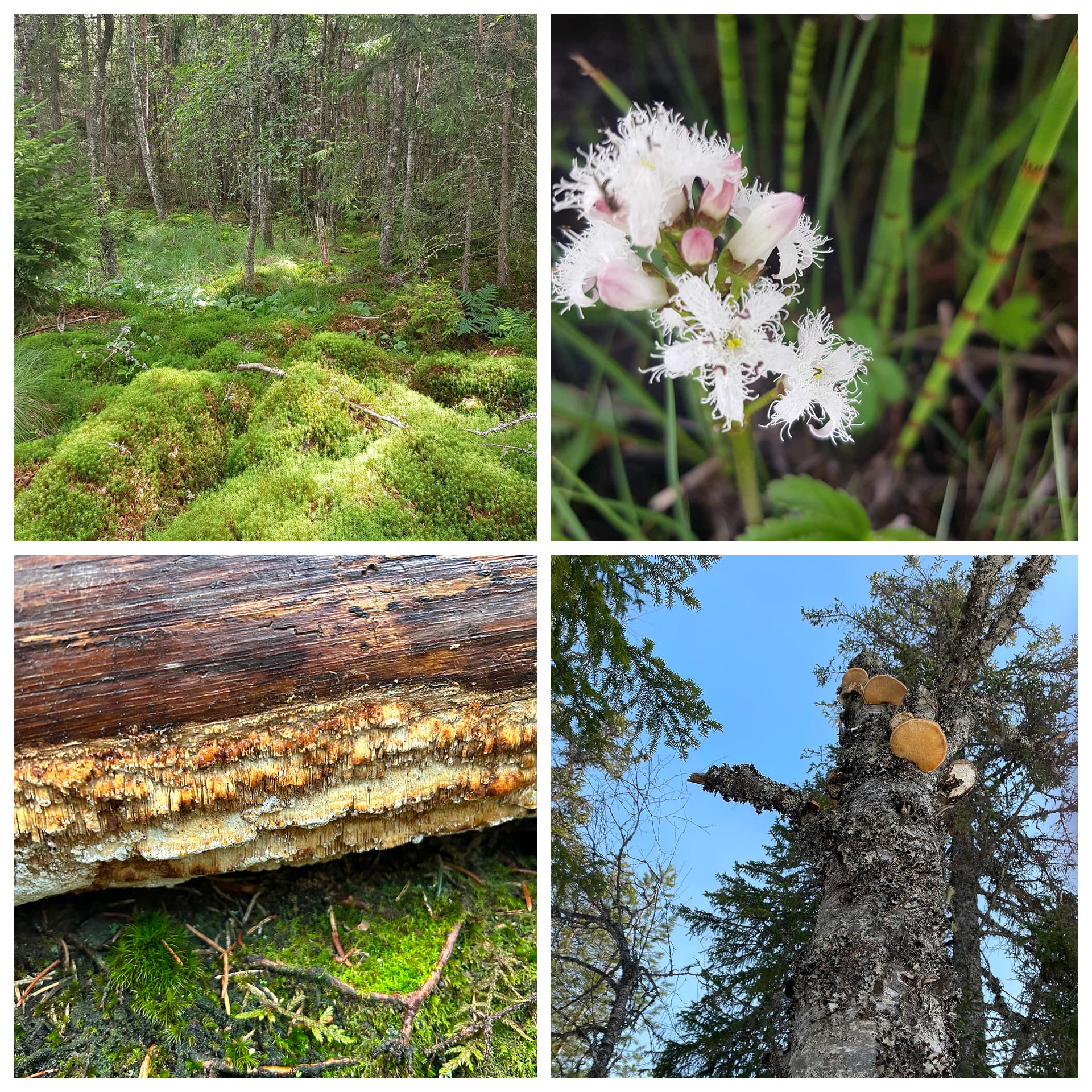 Collage av skogsmiljö, vit blomma, trädstam och svamp på träd.