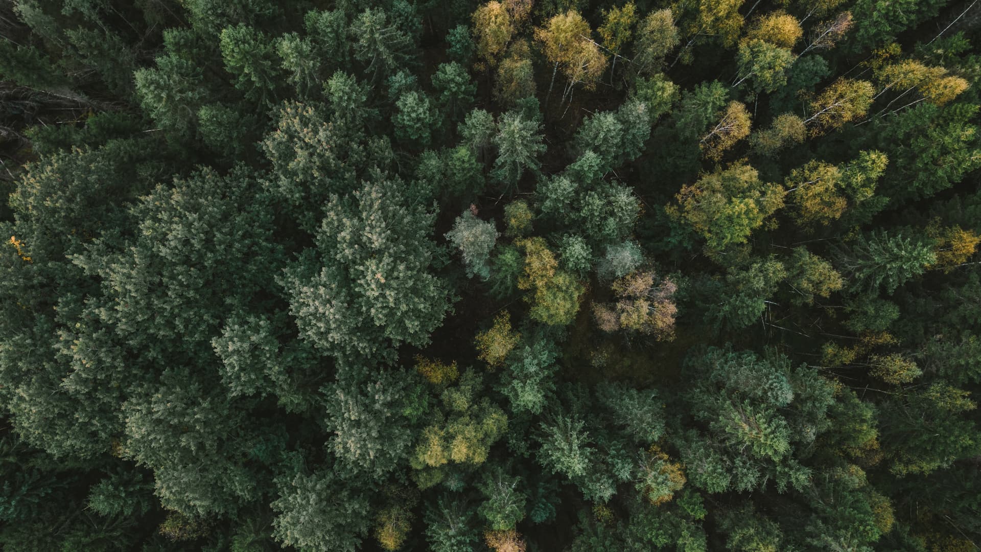 Luftfoto över en tät skog med varierande gröna och gula nyanser.