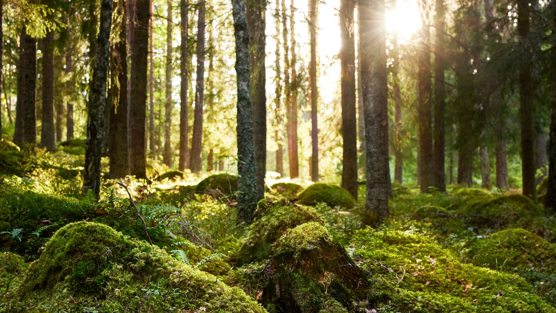 Skog med solljus som strilar ner genom träden och täcker mossbeklädda stenar och en stubbe.