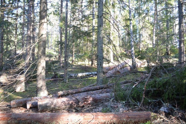 Avverkade träd i en fortsatt tät skog med solljus som silas genom grenverket.