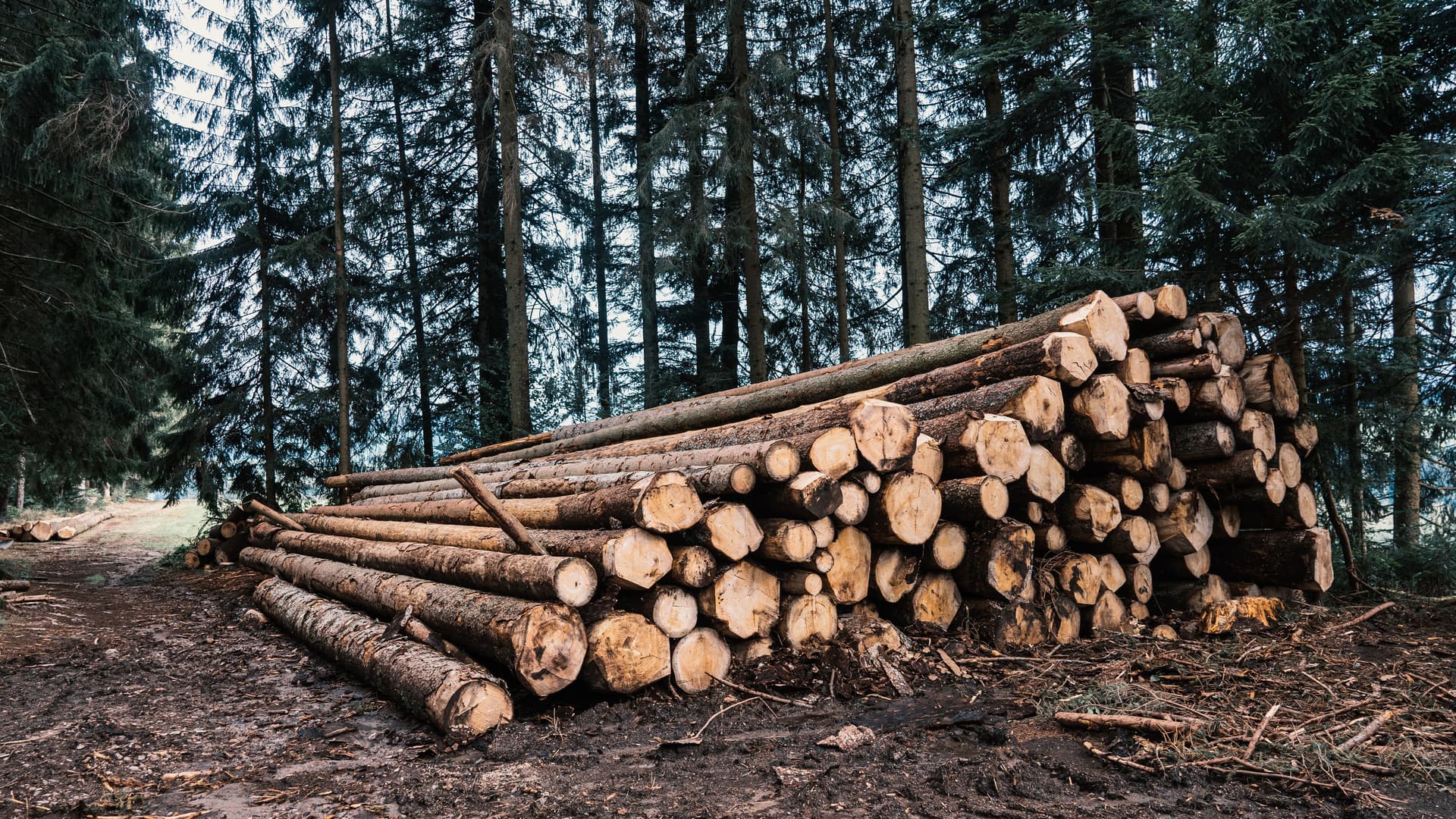 En stor hög med timmerstockar i trave ligger i en skog.