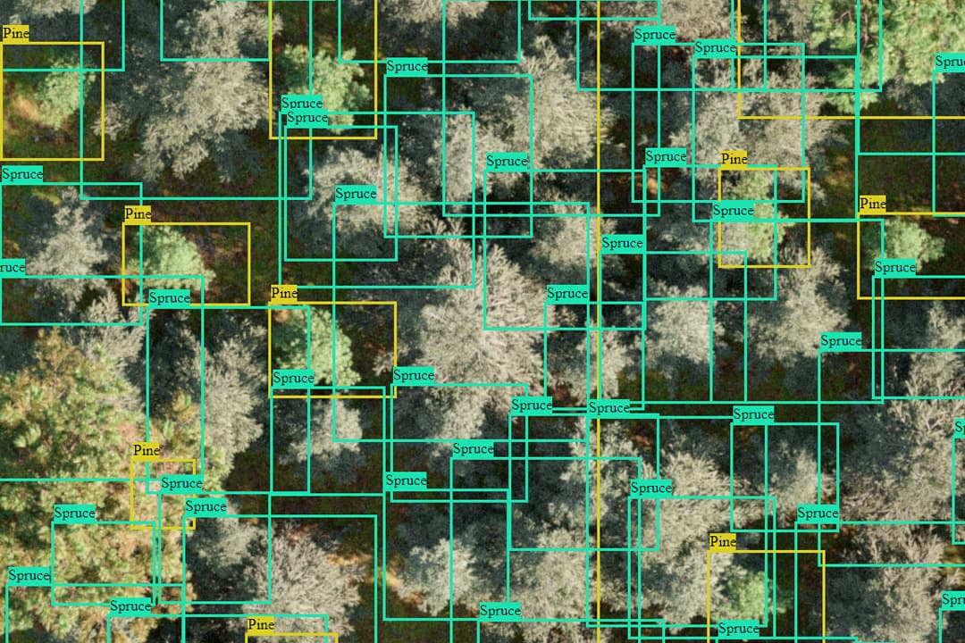 Annotated forest viewed from above.