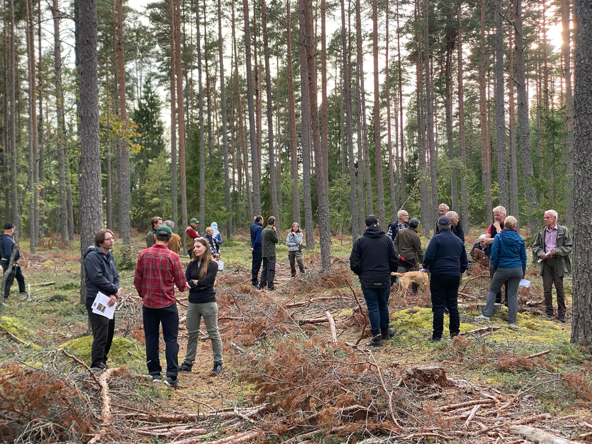 En grupp människor samlas i en nyligen avverkad skog med träd kvar.
