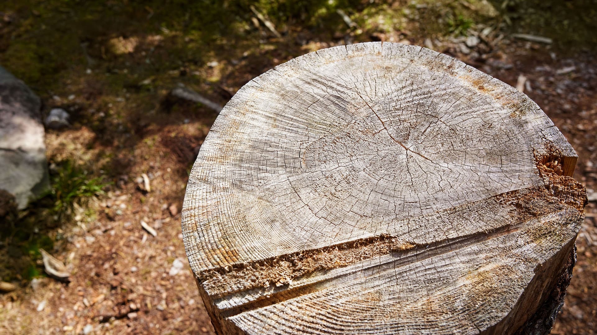En stubbe med tydliga årsringar och spår av sågning.