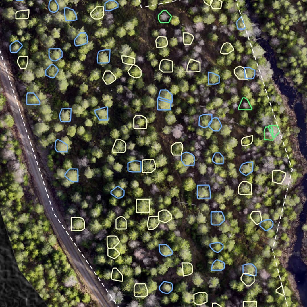 Överflygsbild av skogsområde med markerade träd i blått, gult och grönt.