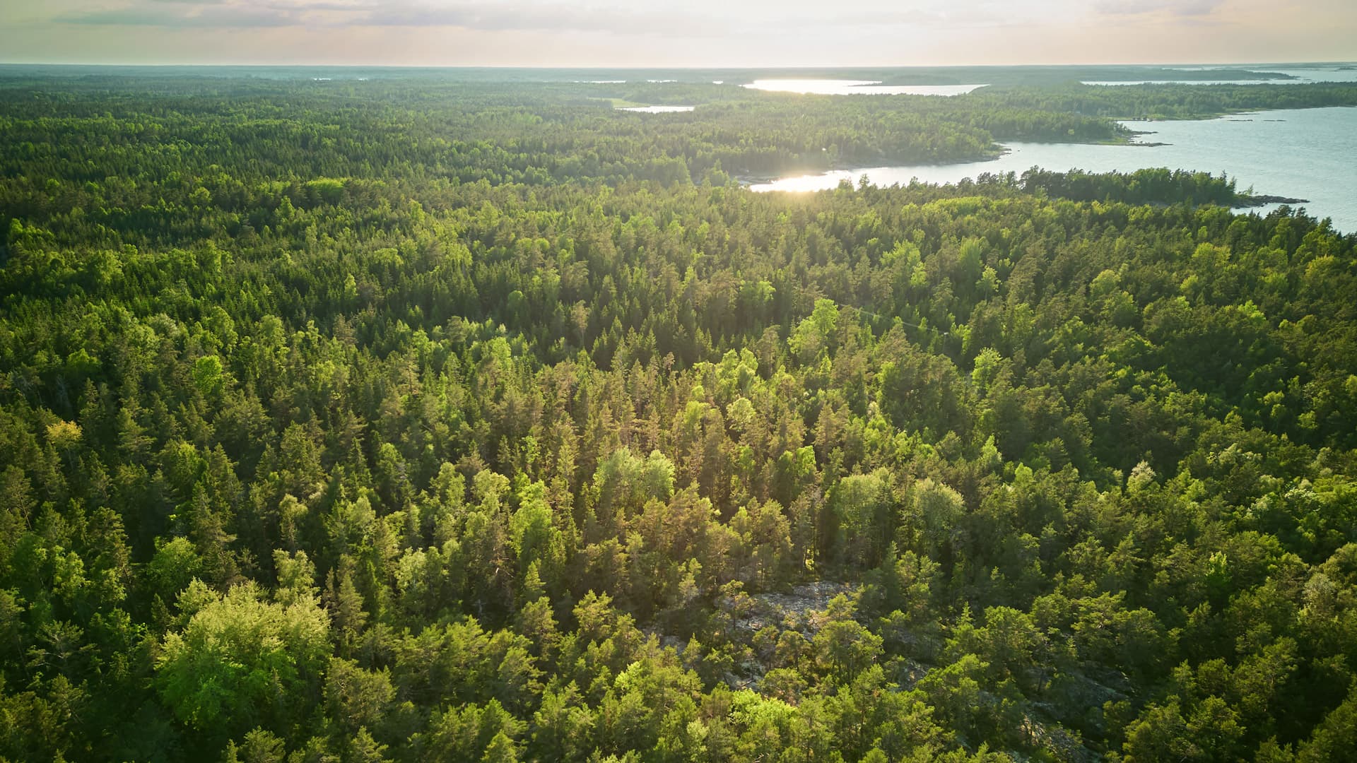 Överblicksbild över en vidsträckt grön skog med en glittrande sjö i bakgrunden under en solig himmel.