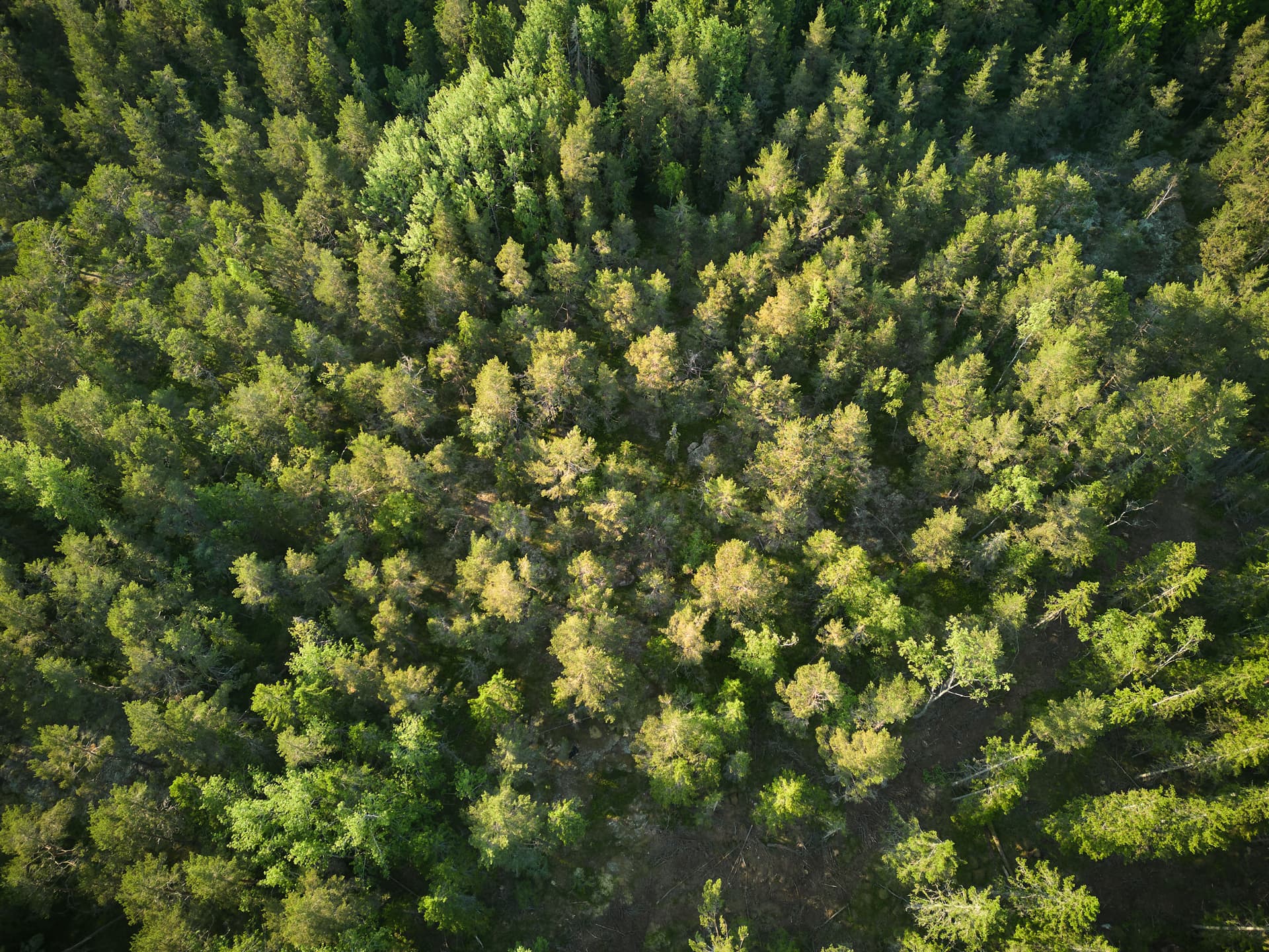 Luftfoto över en tät, grön skog med solljus som bryter igenom trädkronorna.