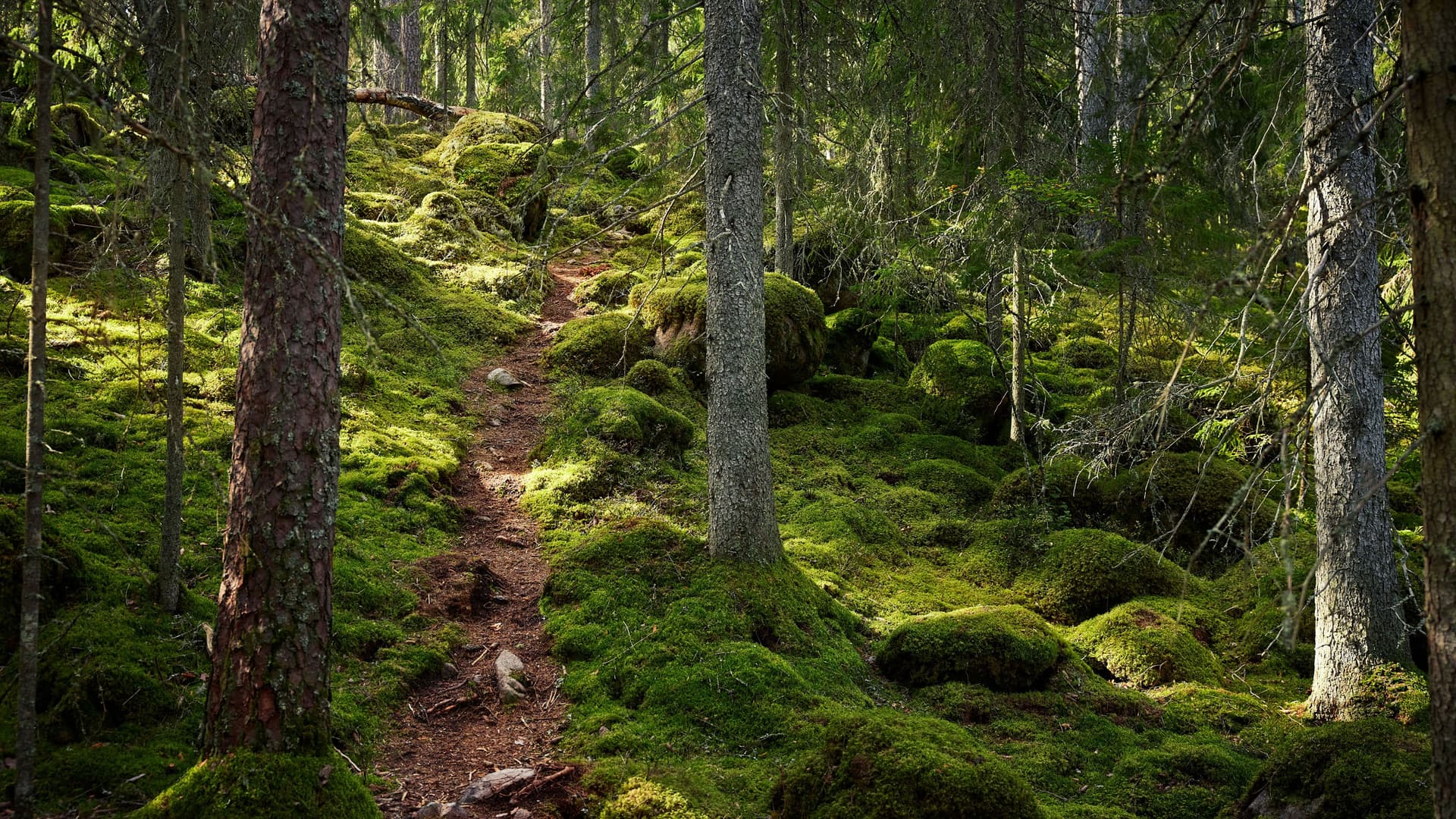 En skogsstig i Småland en sommardag.