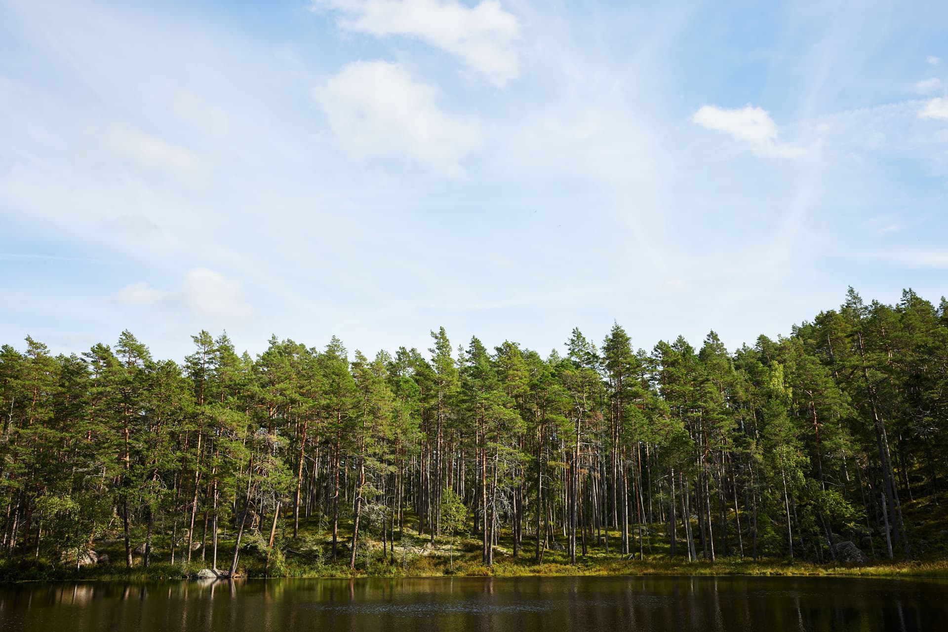 En tät granskog som sträcker sig längs en mörk sjö under en ljusblå himmel med moln.