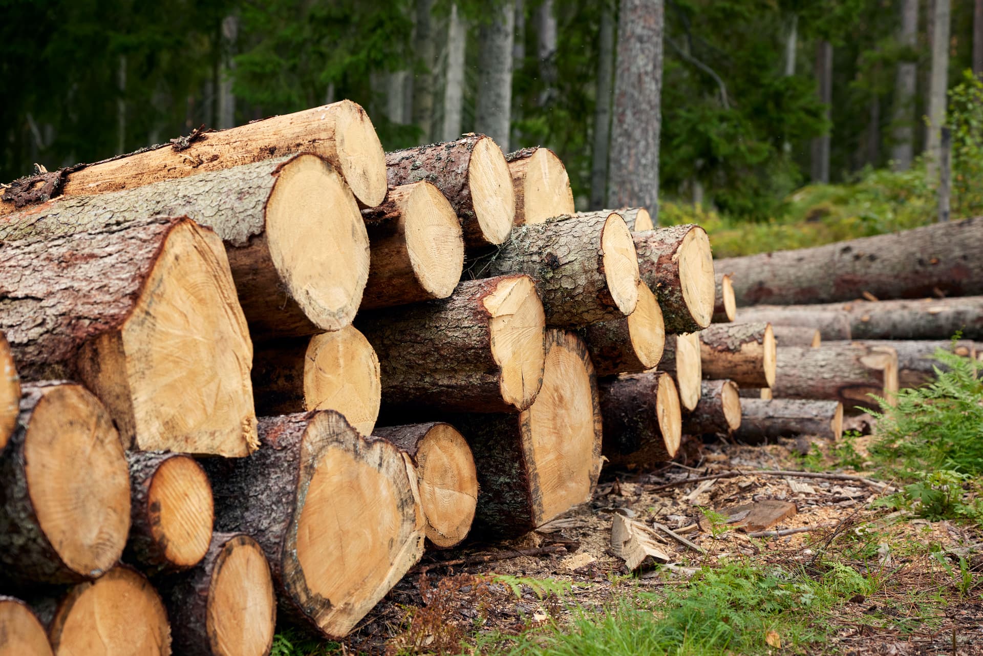Staplade trädstammar i trave i en skog.